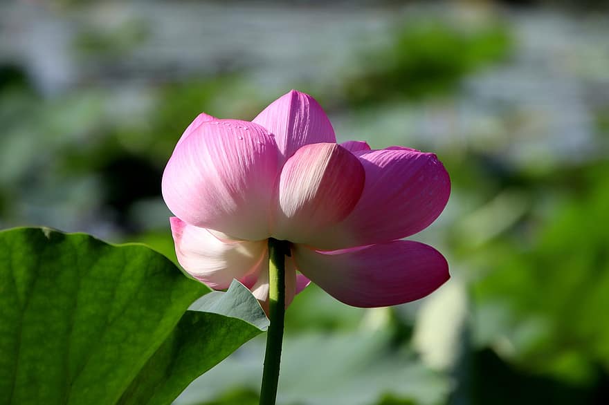 loto, flor, flor de loto, flor rosa, pétalos, pétalos de rosa, floración, planta acuática, flora, planta, hoja