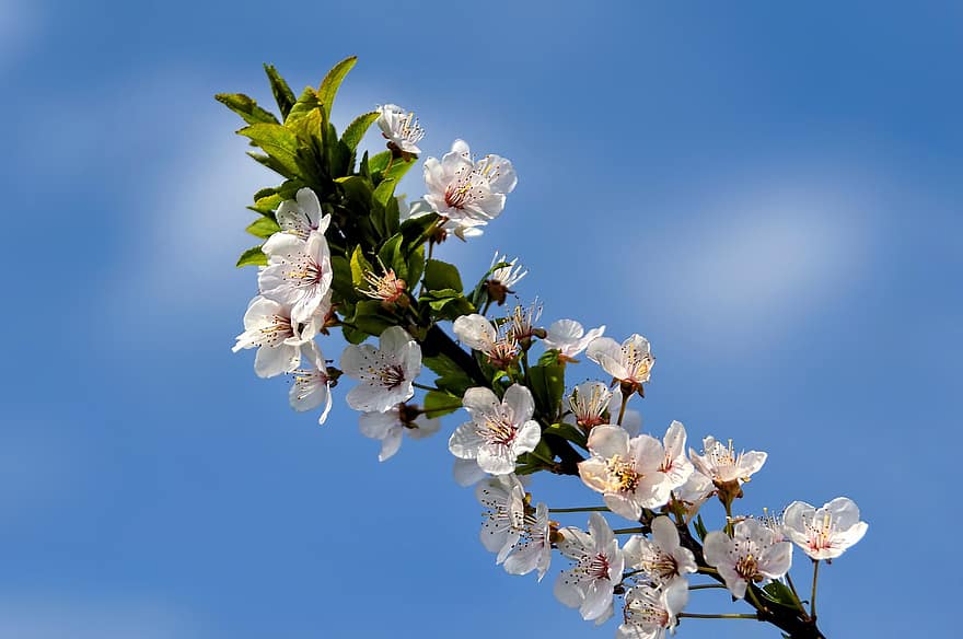 Blumen, Aprikosenblüten, weiße Blütenblätter, Blütenblätter, blühen, Natur, Flora