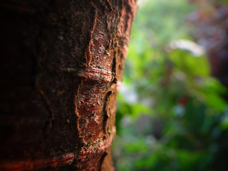 Tree, Bark, Wood, Brown, Trunk, Nature, Forest