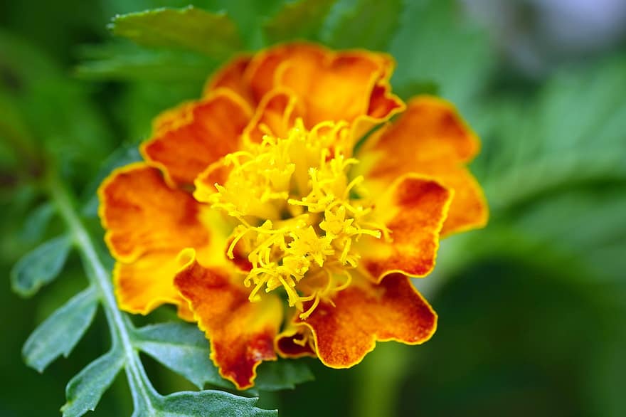 Ringelblume, orangene Blume, Garten, Blatt, Nahansicht, Pflanze, Blume, Blütenblatt, Blütenkopf, Sommer-, Makro