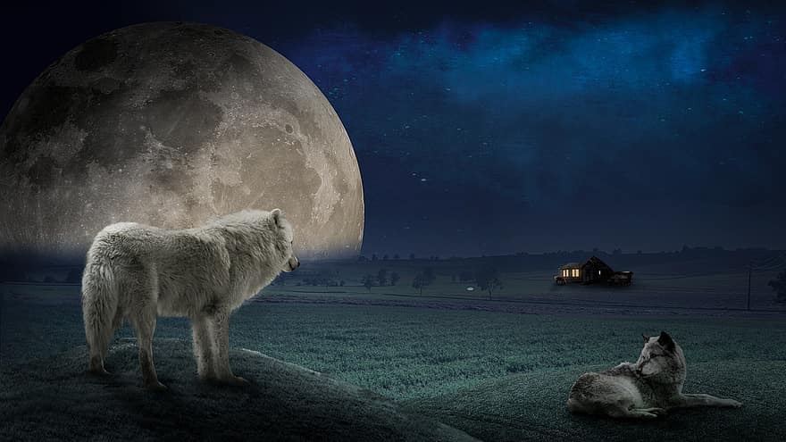 vlk, měsíc, noční obloha, chata, pole, louka, hospodařit