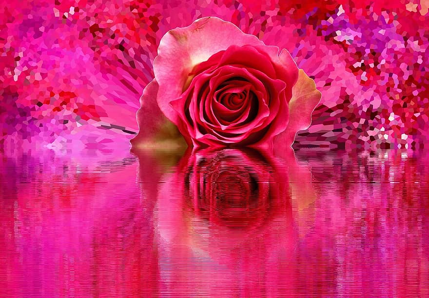 Роза, цвести, цветение, любить, роза цветет, природа, цветок, романтик, завод, сад
