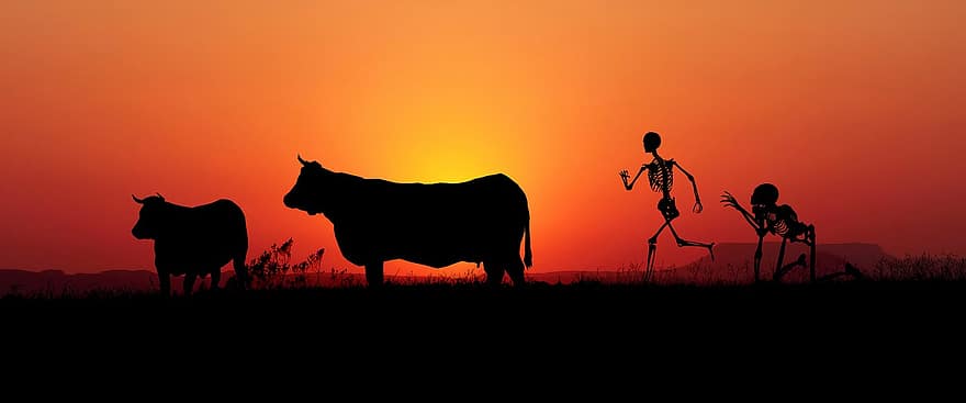vacas, gado, esqueletos, pradaria, crepúsculo, tarde