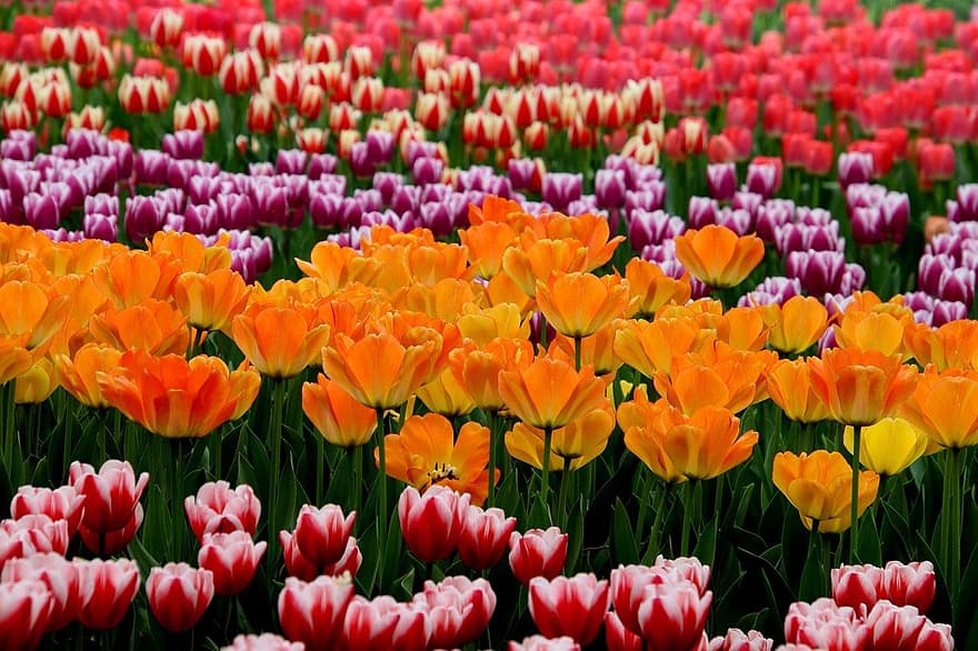 tulipanes, las flores, jardín de tulipanes, campo, campo de tulipanes, prado, floración, flor, plantas, floreciente, flora