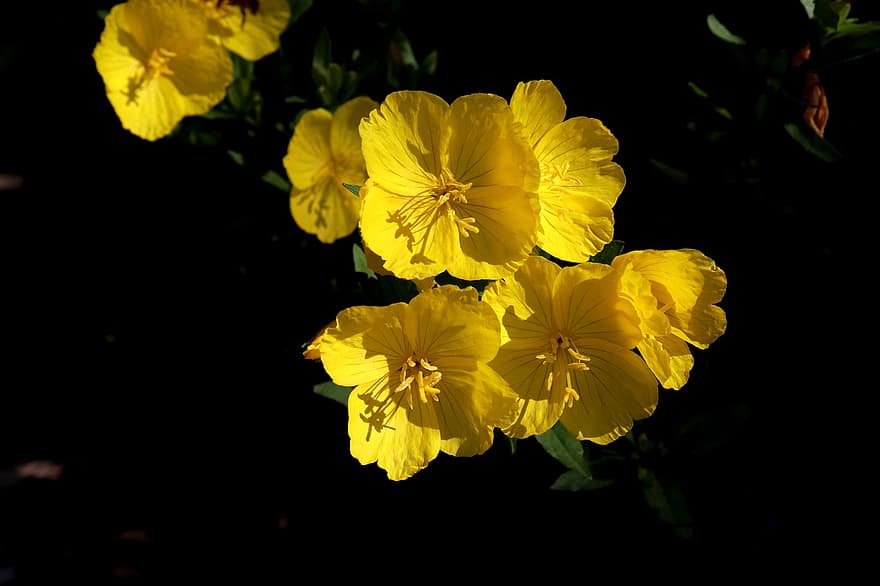 теснолистни сундропи, цветя, жълти цветя, листенца, жълти венчелистчета, разцвет, цвят, флора, растение, цветът е жълт, градина