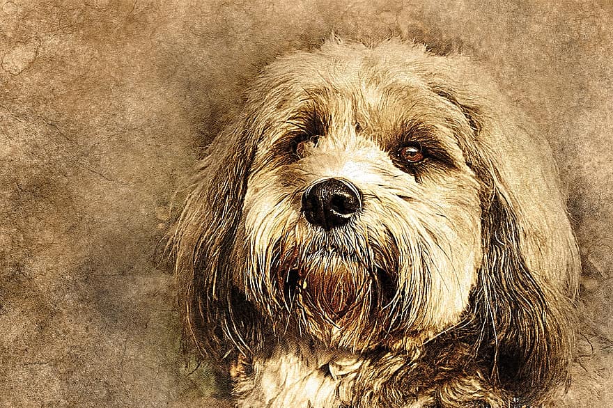 Dog, Pet, Art, Abstract, Vintage, Animal, Puppy, Artistic, Design, Portrait, Digital Art