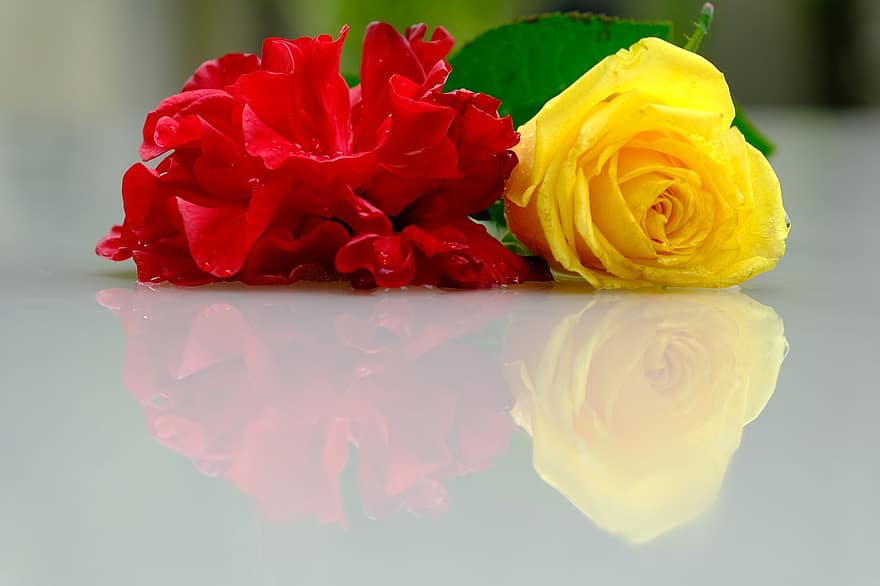 하와이안 로즈, 노란 장미, 반사, 꽃, 장미, 꽃잎, 장미 꽃잎, 장미 꽃, 쌍, 빨간 꽃