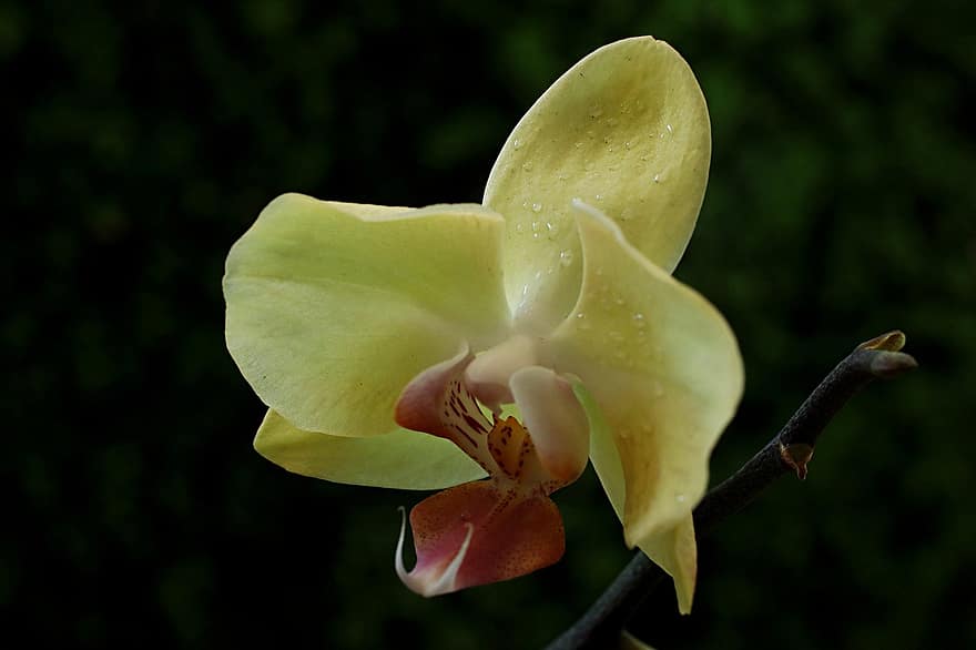 phalaenopsis, putnu orhideja, dzeltens zieds, zieds, orhideja, flora, tuvplāns, augu, lapas, ziedlapiņa, ziedu galva
