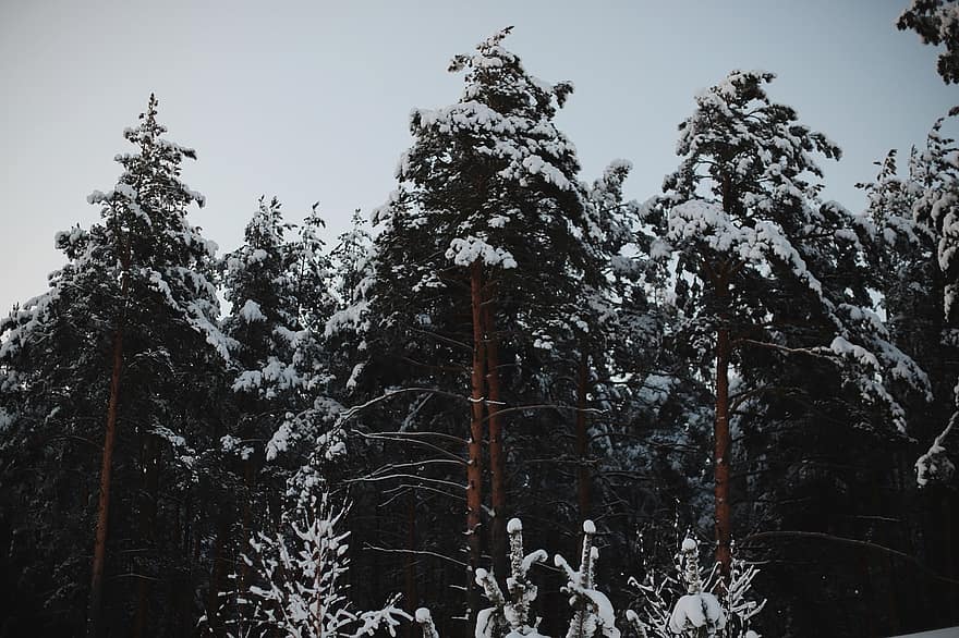 copaci, iarnă, natură, sezon, zăpadă, brad, pădure