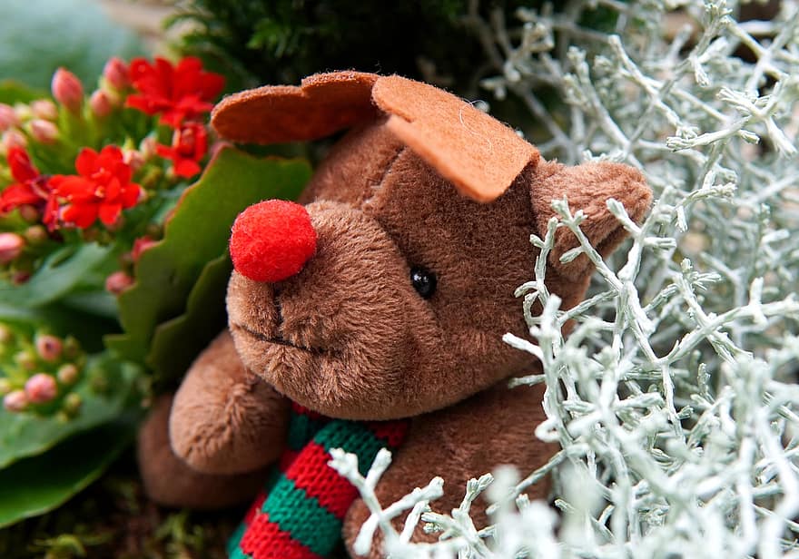 мечка, плюшена играчка, Коледа, подарък