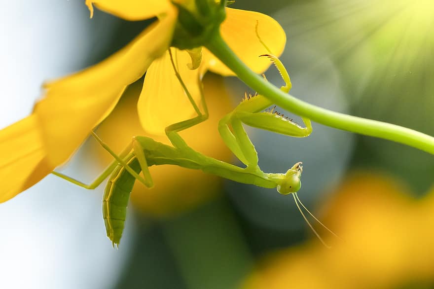 mantis, insecto, flor, flor amarilla, planta
