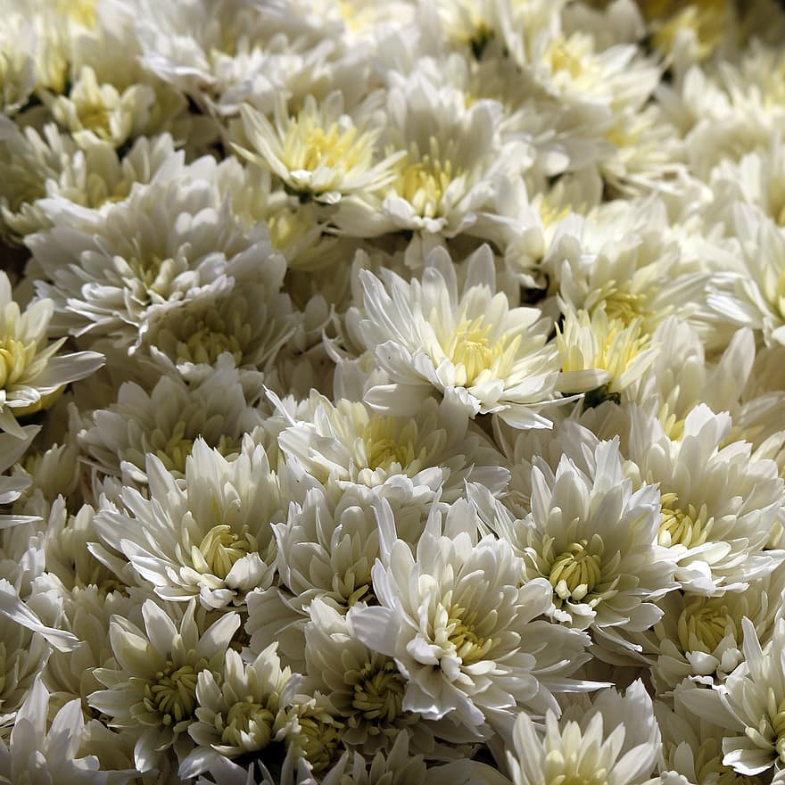 chrysanthèmes, fleurs, jardin, fleurs blanches, pétales, pétales blancs, Floraison, fleur, flore, les plantes
