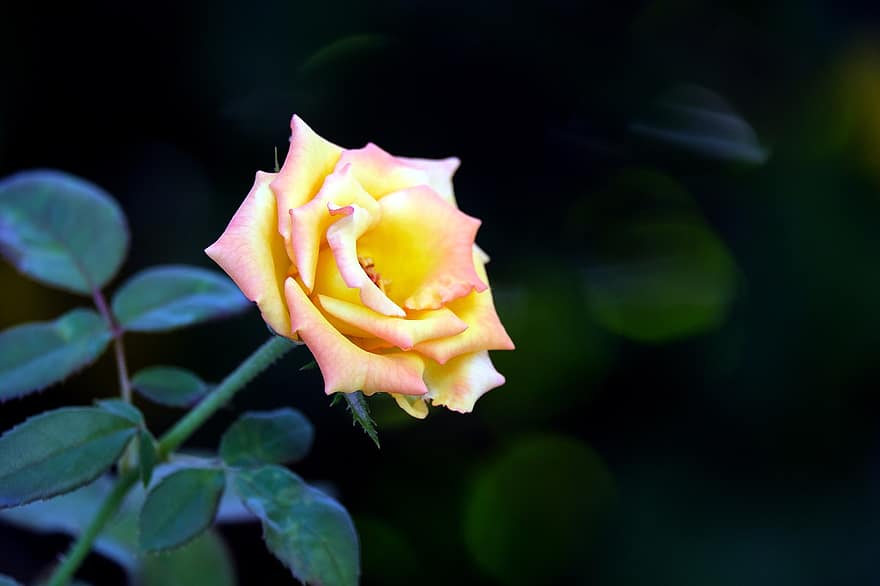 τριαντάφυλλο, λουλούδι, κίτρινο αυξήθηκε, αυξήθηκε ανθίζει, πέταλα, πέταλα τριαντάφυλλου, ανθίζω, άνθος, χλωρίδα, γκρο πλαν, φυτό