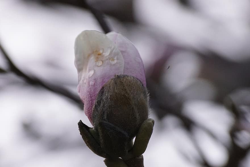 Magnolia Amoena, flor, planta, pétalos, floración, flora, naturaleza, de cerca, rama, macro, hoja