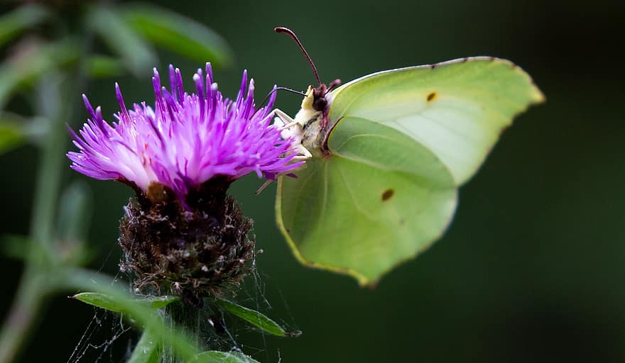 svavelsten fjäril, svavel, gonepteryx rhamni, grön fjäril, insekt, gul, vingar, fjäril, natur, knapweed, lila blomma
