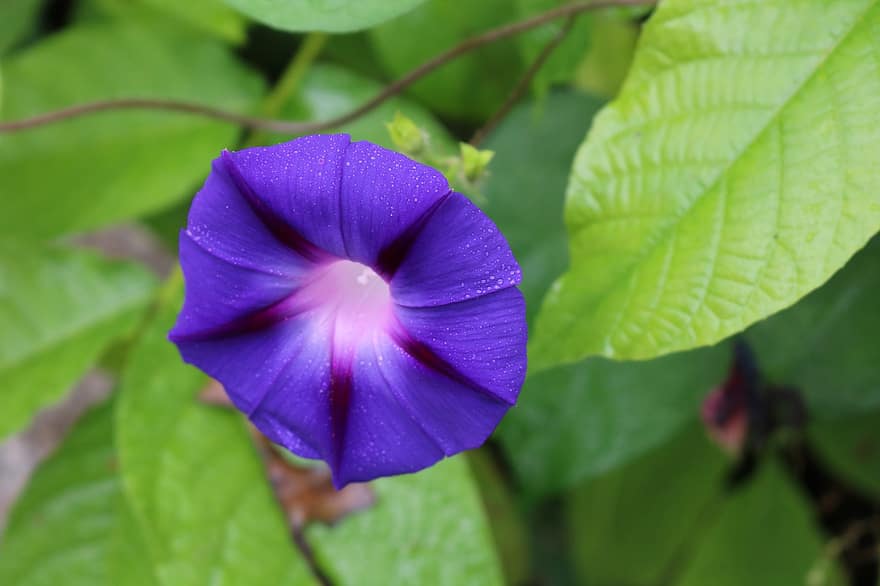 gloria de la mañana, flor, planta, flor Purpura, pétalos, floración, hojas, naturaleza