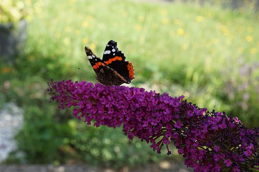 roșu-amiral, fluture fluture, polenizare, liliac, fluture, grădină
