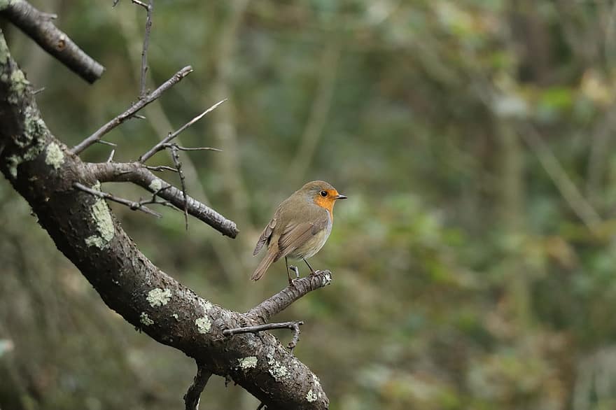 robin, Siddende Robin, perched, perched fugl, ave, aviær, fugl, ornitologi, Fuglekiggeri, natur, dyr verden