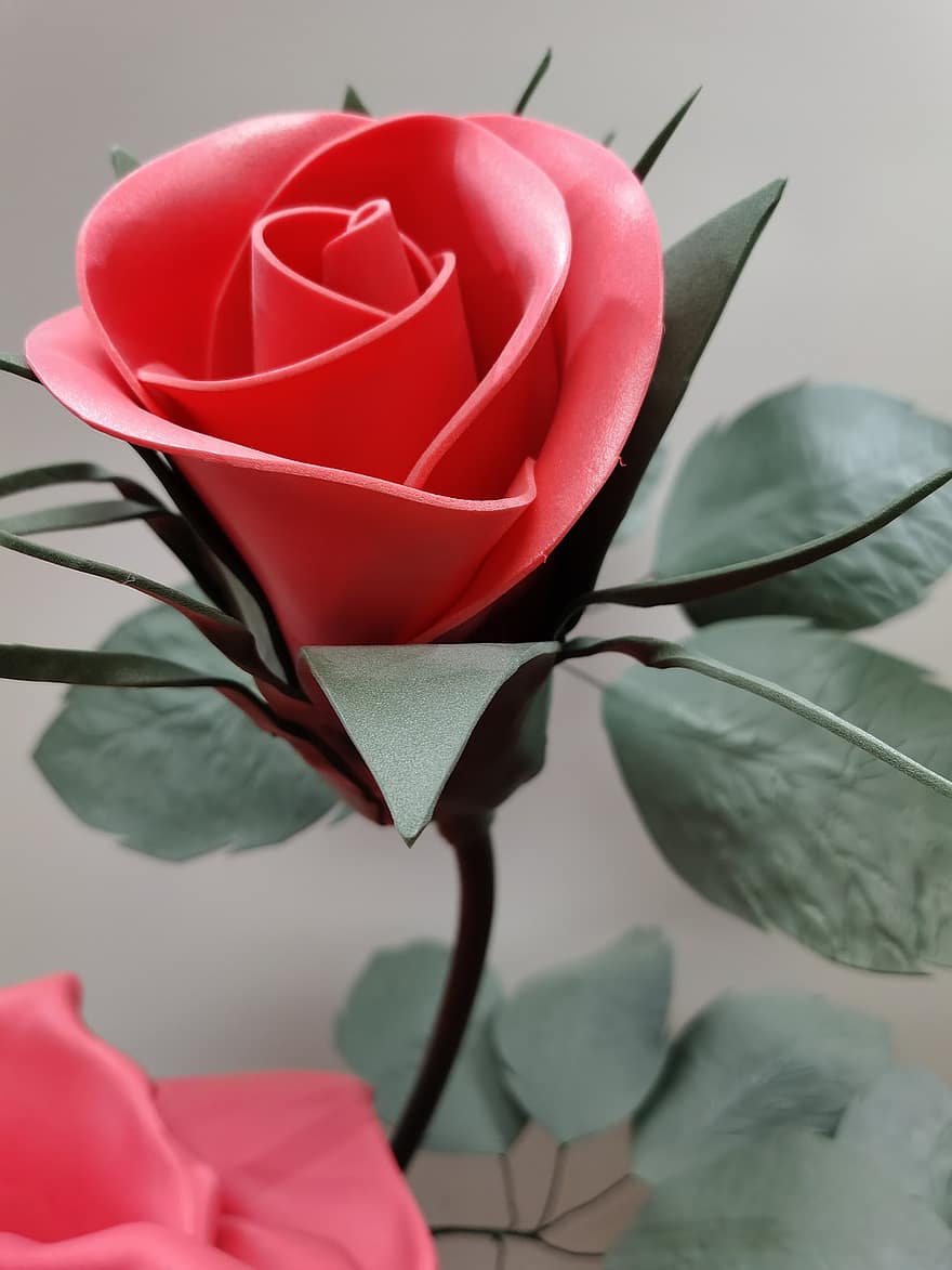 Valentine's Day, Rose, leaf, close-up, petal, plant, flower, romance, flower head, backgrounds, love