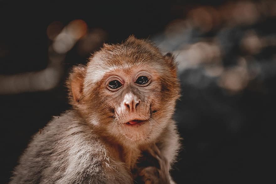 barbary macaque, primat, däggdjur, affenbergsalem, djurpark, apa, djur i det vilda, söt, makak, närbild, skog