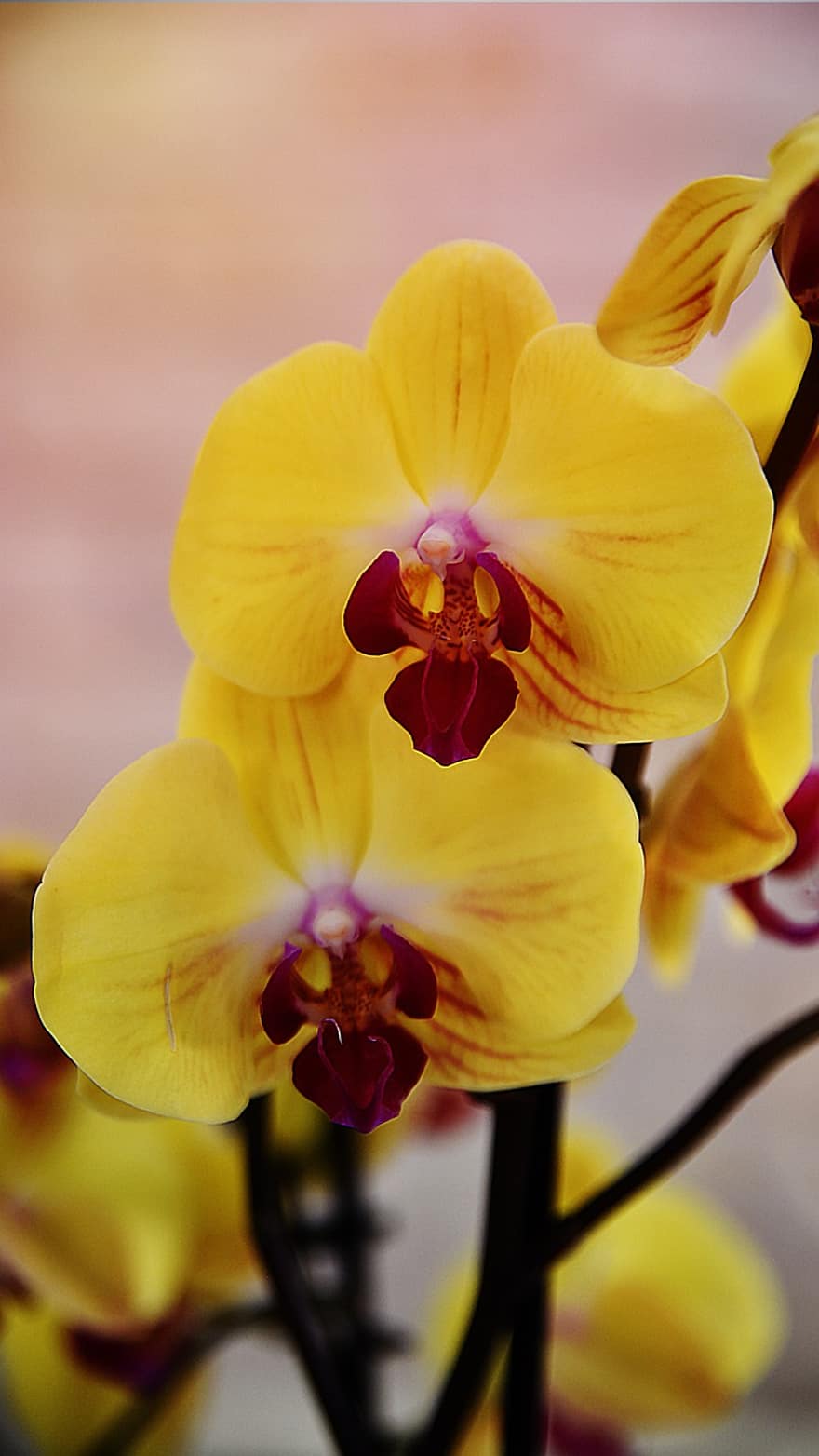orchidėjos, gėlės, geltonos gėlės, žiedlapių, geltonos žiedlapės, pobūdį, žiedas, žydi, orchidėja, Iš arti, augalų