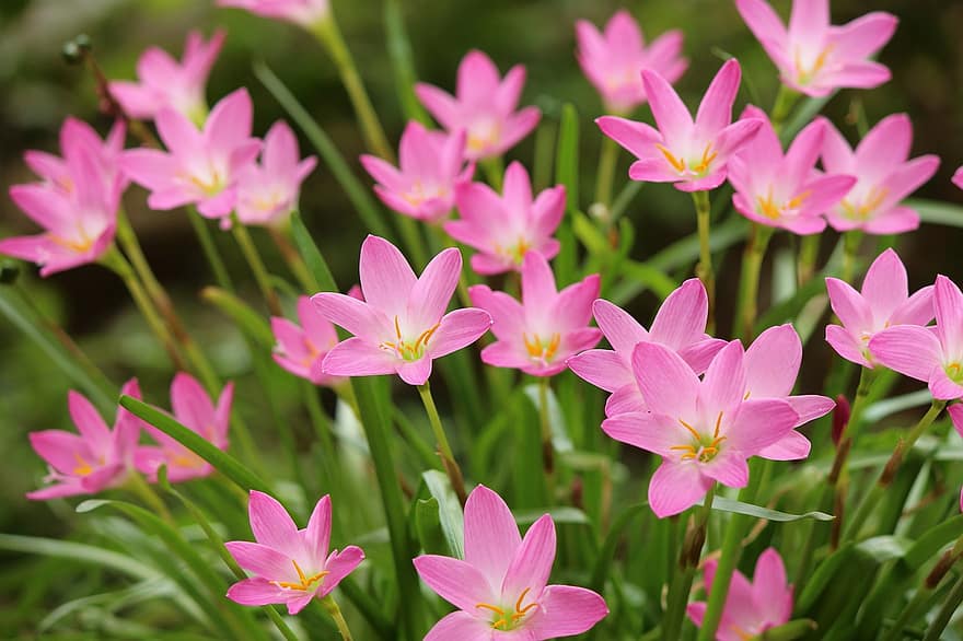 Рожеві дощові лілії, Зефірантес Мінута, квіти, рожеві квіти, рожеві пелюстки, цвітіння, флора, квітникарство, садівництво, ботаніка, природи