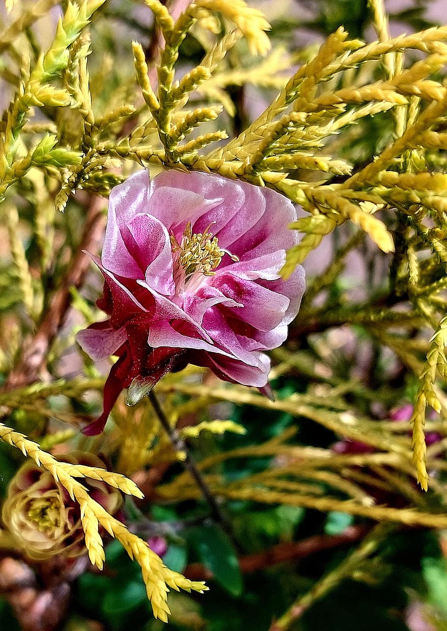 Pink Flower, Flower, Columbine, Olumbine Plant, Garden, Bloom, Spring, Bush, Nature, close-up, leaf