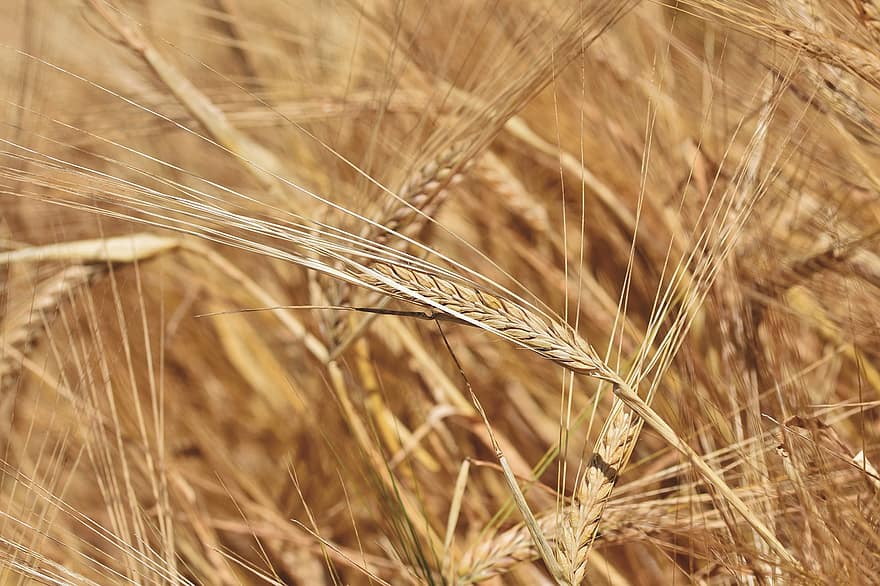 lúa mạch, ngũ cốc, Cánh đồng ngô, mũi nhọn, cánh đồng, mùa vụ, nông nghiệp, mùa gặt, cây, món ăn