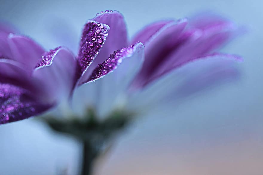 фиолетовый цветок, цветок, росинка, капля дождя, природа, Флора, закрыть, макрос, крупный план, завод, лепесток