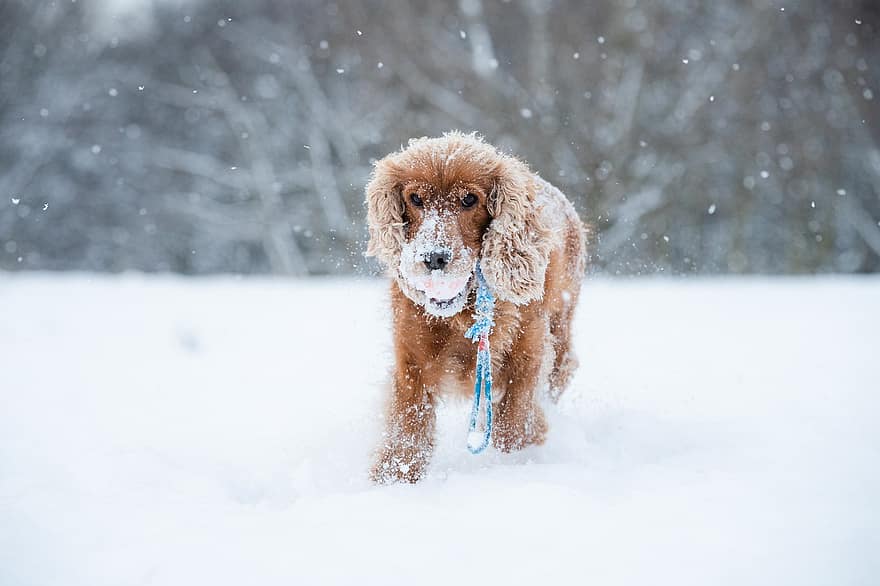 Cocker, perro, nieve, ha podido recuperar, corriendo, mascota, animal, Perro domestico, canino, mamífero, linda
