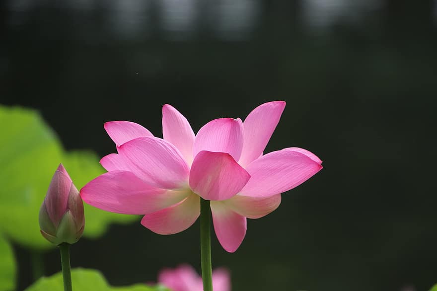 Lotus, Flower, Plant, Bud, Water Lily, Petals, Pink Flower, Bloom, Blossom, Aquatic Plant, Flora