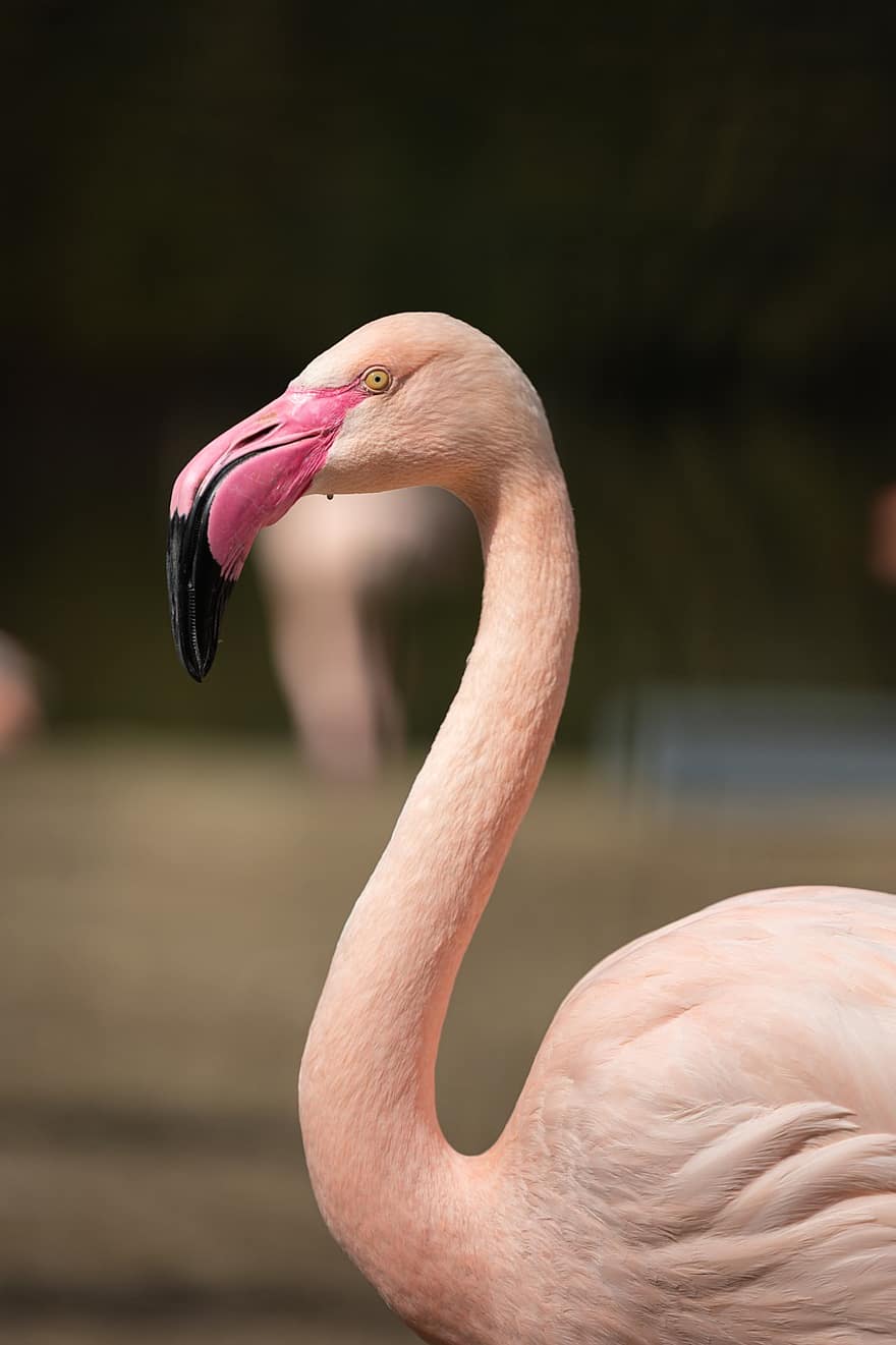 flamingo, fåglar, fjädrar, fjäderdräkt, bo, sedlar, fågelskådning, ornitologi, natur, näbb, fjäder