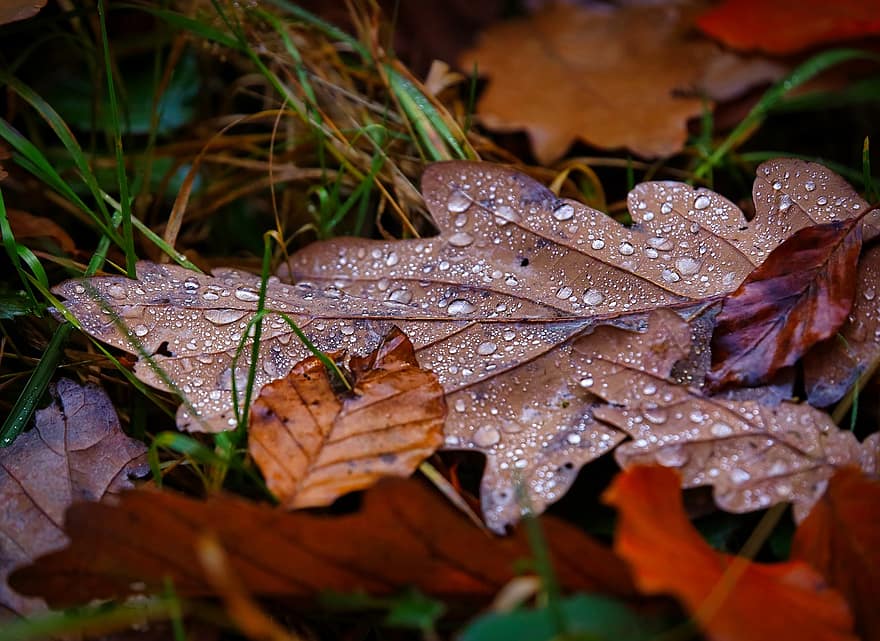 Leaves, Nature, Autumn, Fall, Season, Outdoors, Forest, Close Up, Oak, Morning Dew, Dewdrop