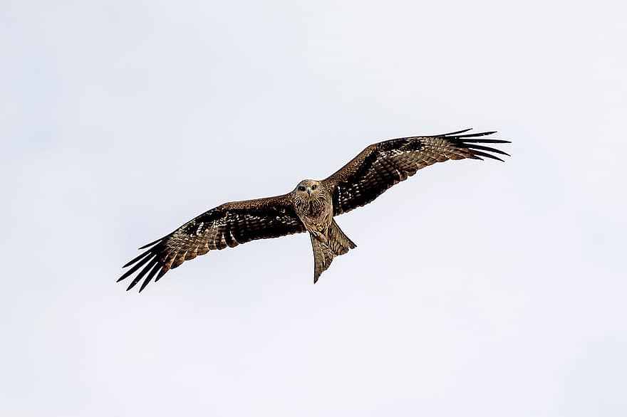 鷲、鳥、ゴールデンイーグル、飛んでいる鳥、翼、羽毛、鳥類、猛禽、飛行、野生の動物、鷹