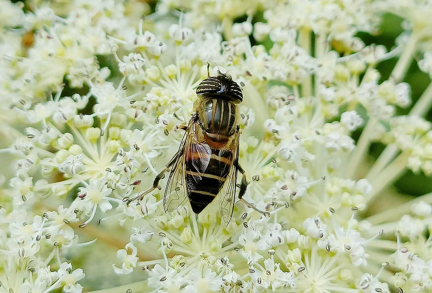 hoverfly, kukat, pölytys, kukka lentää, sirfidi lentää, Syrphidae, hyönteinen, luonto, lähikuva, mehiläinen, makro