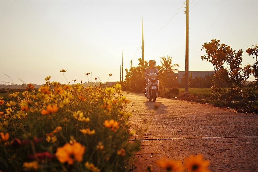 motociklas, kelias, laukiniai augalai, gėlės, juosta, gatvė, dangos, motoroleris, važiuoti, Motociklų pasivažinėjimas, pora