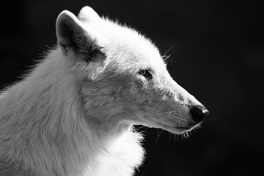 arktický vlk, zvíře, Černý a bílý, hlava, srst, bílý vlk, polární vlk, vlk, savec, masožravec, dravec