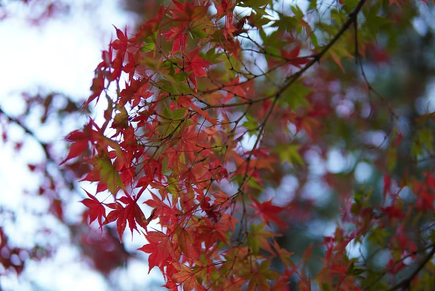 осінь, листя, осінні листки, осіннє листя, осінні кольори, осінній сезон, опале листя, природи, сага