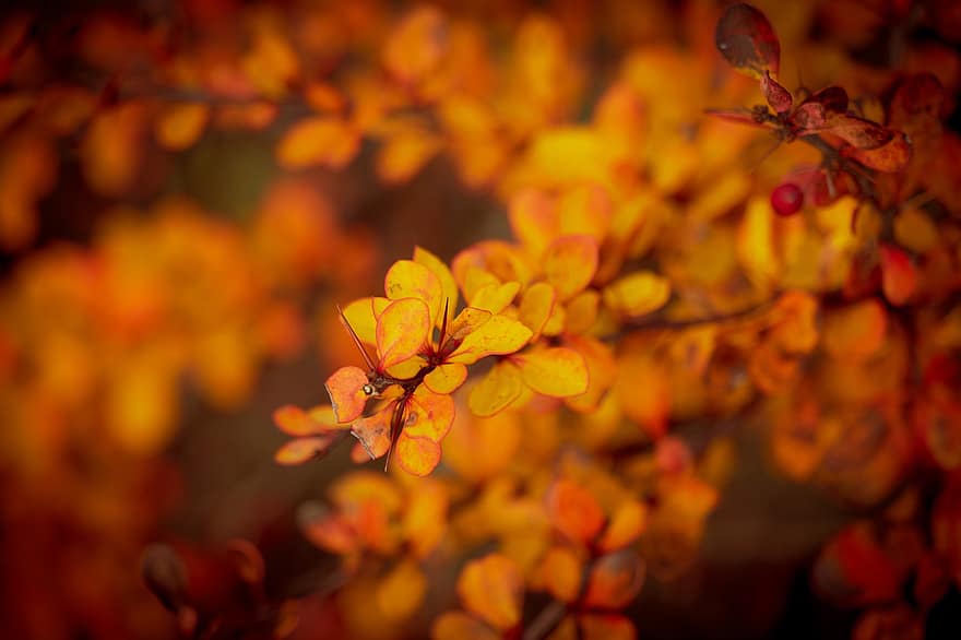 listy, keř, podzim, oranžové listy, větev, strom, rostlina, flóra, Příroda, Krásná, Jasný