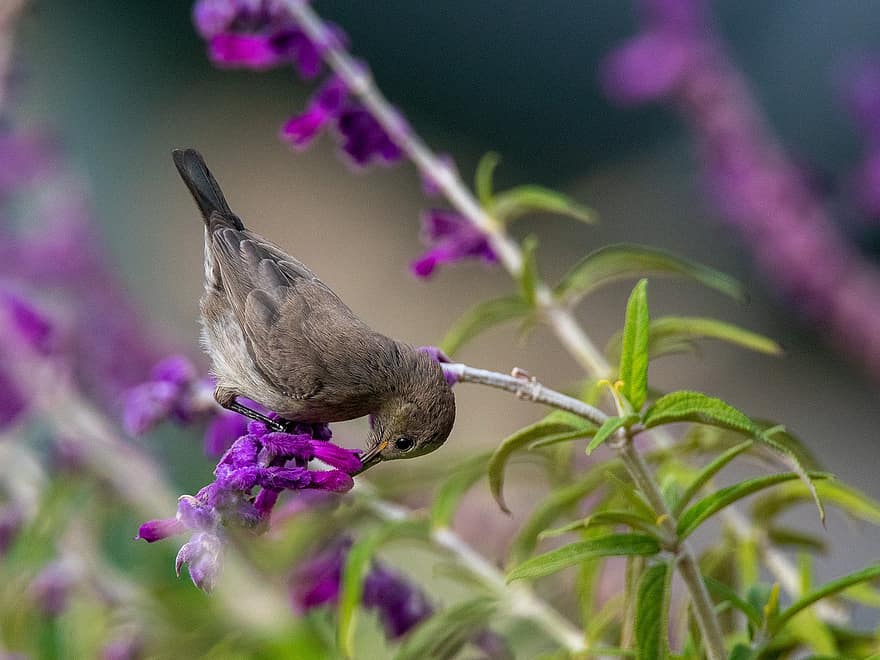 Sunbird, Old World Flycatcher, Foraging, Wildlife, Bird, Nature, Ornithology