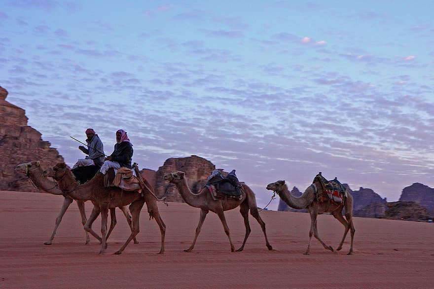 wielbłądy, Jordania, pustynia, podróżować