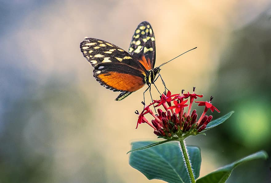 Butterfly, Insect, Wings, Antennae, Flowers, Petals, Flora, Floral, Leaves, Plant, Blossom