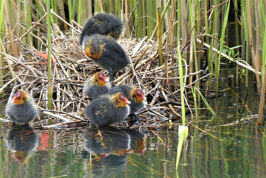 Young Coots, Moorhen, River, Birds, Water, Nature, Waterfowl, Avian, Young Birds, Ornithology, Lake