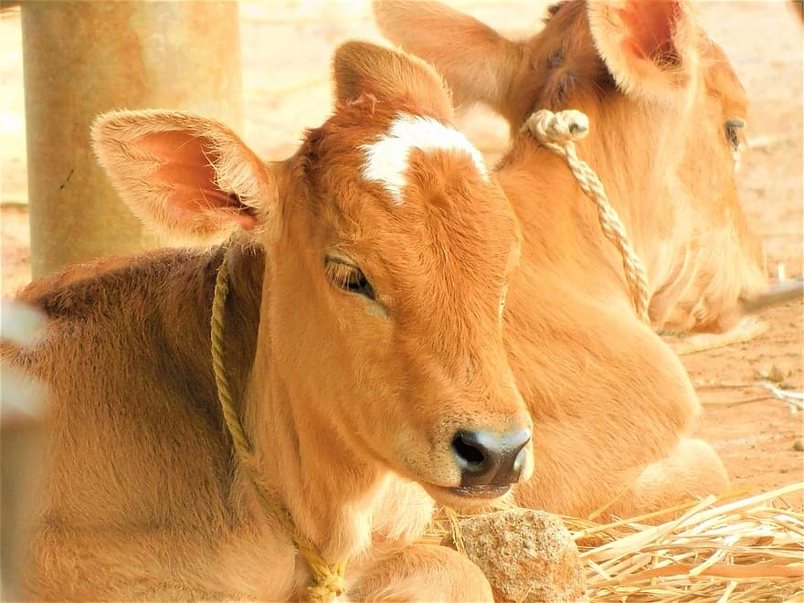 vaci, animale, bovine, șeptel, animale de fermă, fermă, agricultură, rural, vacă, luncă, iarbă