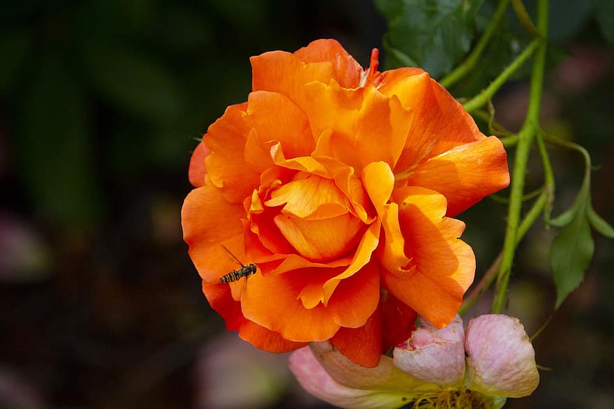 τριαντάφυλλο, λουλούδι, hoverfly, πορτοκαλί αυξήθηκε, πορτοκαλί άνθος, λουλούδι μύγα, σύντομη μύγα, πέταγμα, έντομο, πέταλα, ανθίζω