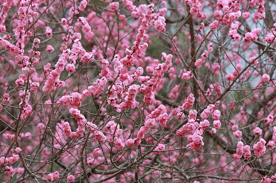 Pink Flowers, Plum Blossoms, Flowers, Trees, branch, springtime, pink color, tree, flower, blossom, plant