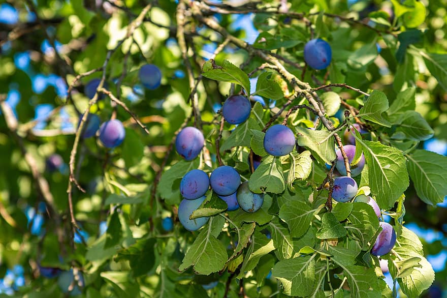 prunes, arbre, fruita, jardí, naturalesa, branca, madur, pruna, planta, saludable, vitamines