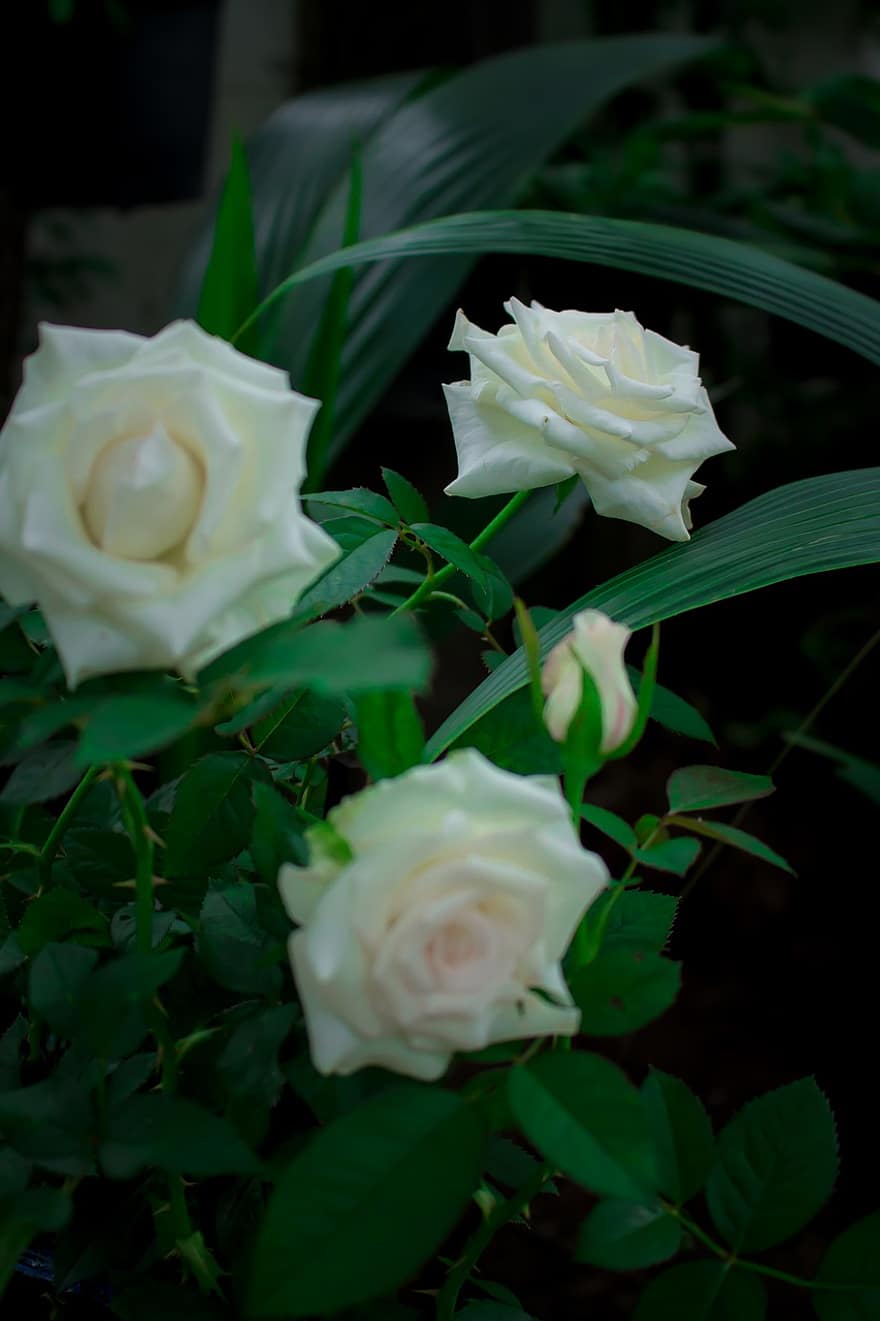 Rose, fiori, rosa fiorita, petali, fiori bianchi, petali di rosa, fioritura, fiorire, giardino, flora