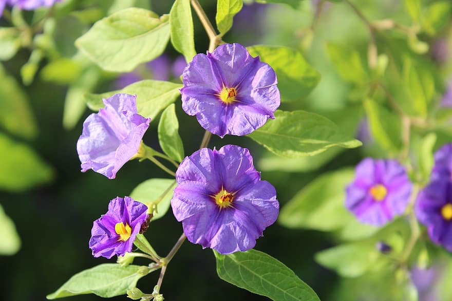 rīta krāšņumā, purpura ziedi, violeti ziedi, dārzs