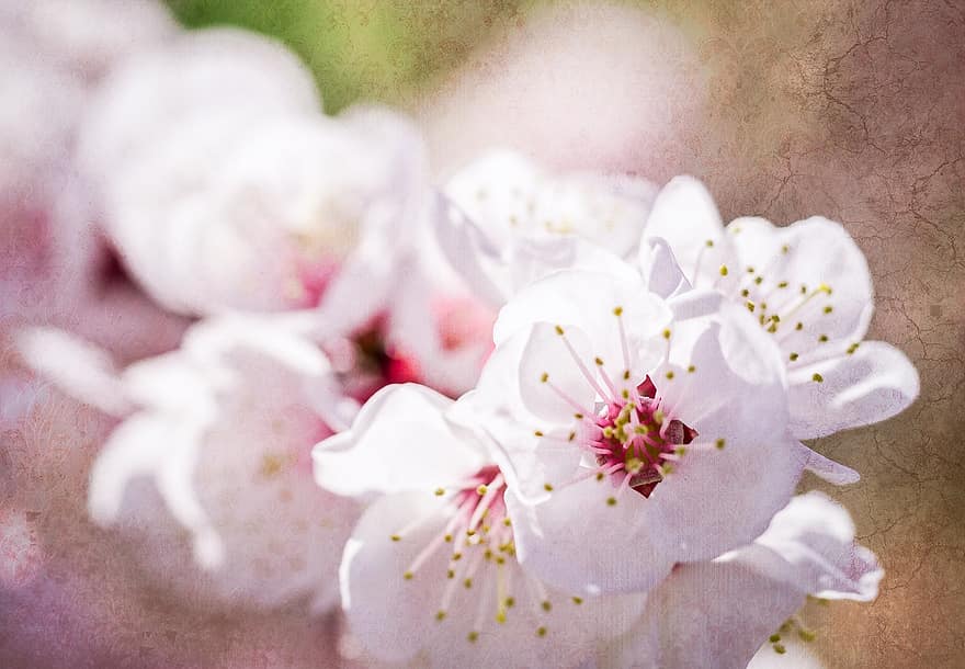abrikozenbloesems, bloemen, tak, bloemblaadjes, witte bloemen, bloeien, bloesem, boom, de lente, natuur